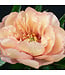 Itoh Series Peony (Paeonia)