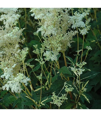 Livingstone Variegated Meadowsweet (Filipendula ulmaria 'Variegata')