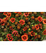 Arizona Series Blanket Flower (Gaillardia aristata 'Arizona')