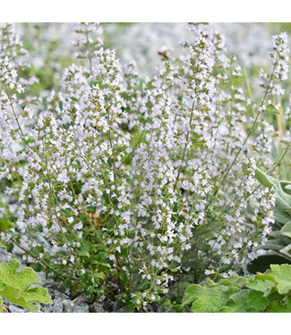 Livingstone Nepeta 'Picture Purrfect' (Picture Purrfect Catmint) 1gal [1]