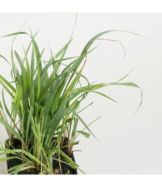 Livingstone Sweet Grass (Hierochloe odorata)