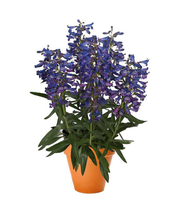 Penstemon barbatus (Pristine Blue) 4in [2]
