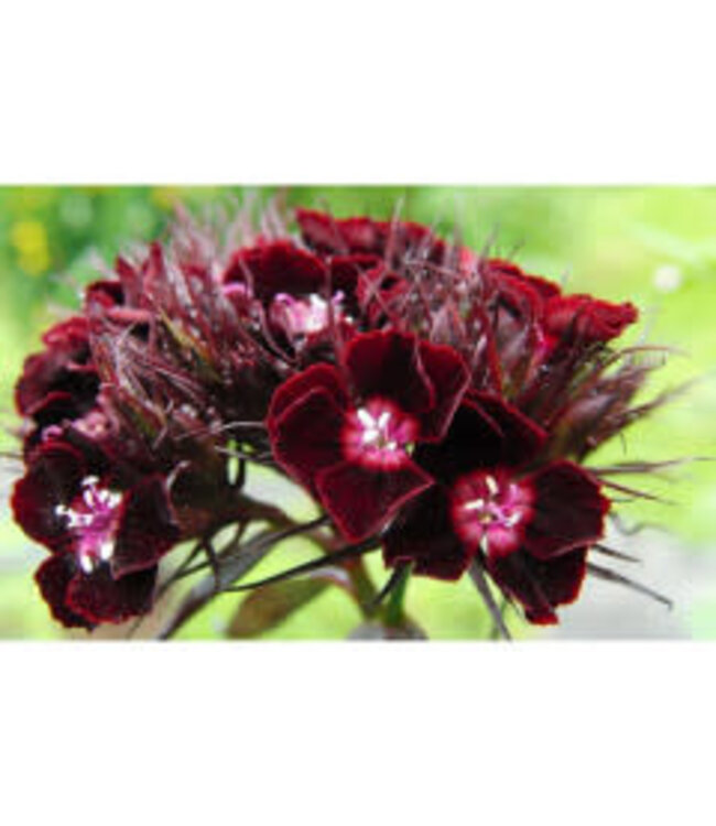 Sooty Pinks (Dianthus barbatus 'Sooty')1gal [10]