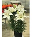 Summer Series Asiatic Lily (Lilium asiatica 'Summer')