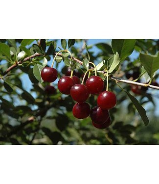 Livingstone Carmine Jewel Cherry Tree Form  (Prunus x kerrasis 'SK Carmine Jewel' Tree Form)