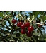 Carmine Jewel Cherry Tree Form  (Prunus x kerrasis 'SK Carmine Jewel' Tree Form)