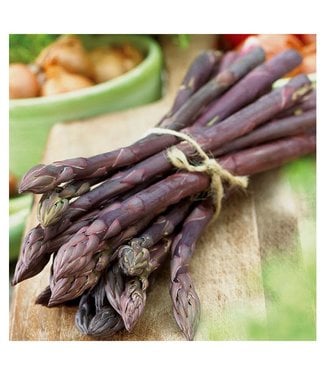 Livingstone Sweet Purple Asparagus (Asparagus x 'Sweet Purple')