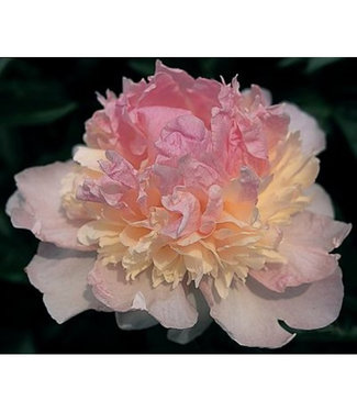 Livingstone Raspberry Sundae Peony (Paeonia lactiflora 'Raspberry Sundae')