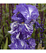 Batik German Iris (Iris germanica 'Batik')