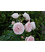 Parkland Series Rose (Rosa)