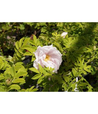 Livingstone Snow Pavement Rose (Rosa x 'Snow Pavement')