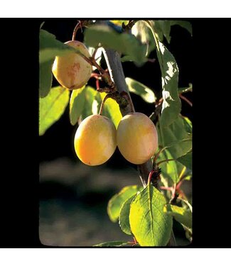 Livingstone Brookgold Plum  (Prunus x 'Brookgold)