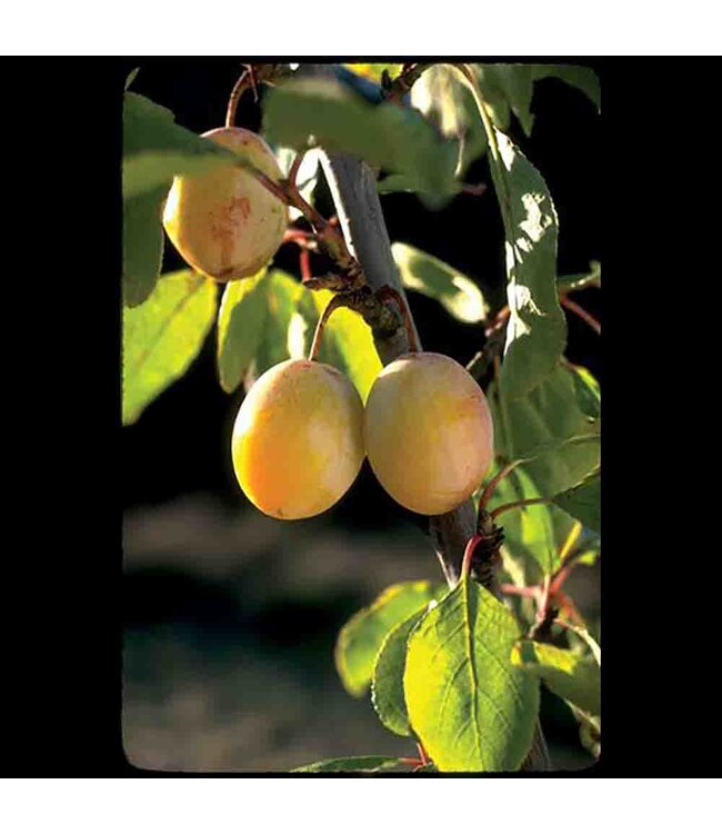 Brookgold Plum  (Prunus x 'Brookgold)