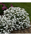 Peter Cottontail Yarrow (Achillea ptarmica ‘Peter Cottontail’)