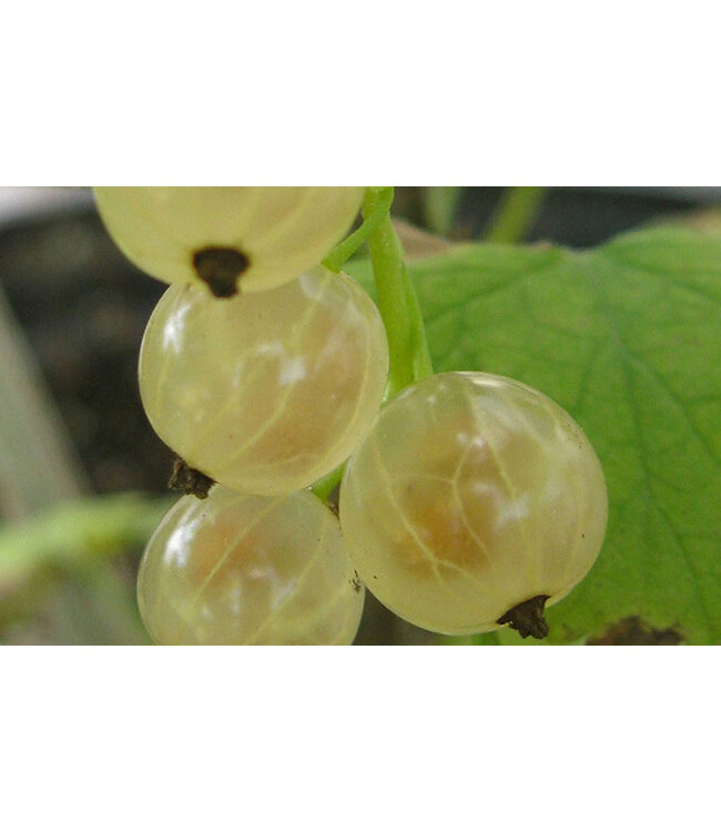 White Pearl Currant (Ribes 'White Pearl')