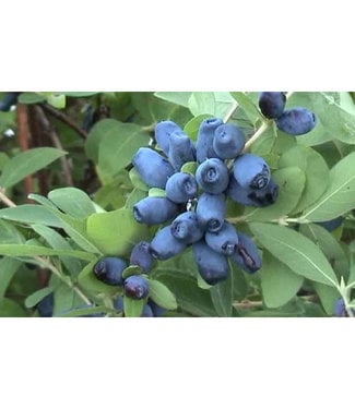 Livingstone Tundra Honeyberry (Lonicera caerulea 'Tundra')