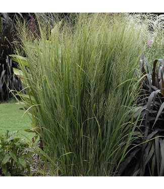 Livingstone Northwind Switch Grass (Panicum virgatum 'Northwind')