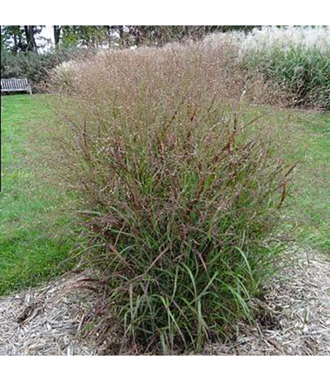 Shenandoah Red Switch Grass (Panicum virgatum 'Shenandoah')