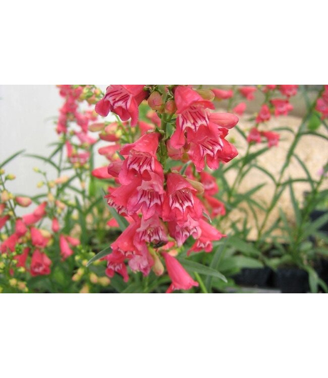 Clearly Coral Beard-tongue (Penstemon barbatus 'Clearly Coral')
