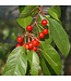 Pin Cherry (Prunus pensylvanica)