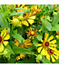 Salud Series Helen's Flower (Helenium autumnale 'Salud')