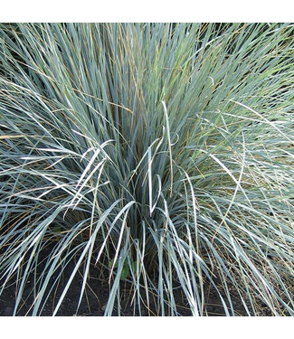 Livingstone Blue Oat Grass  (Helictrotrichon sempervirens 'Blue Oat Grass')