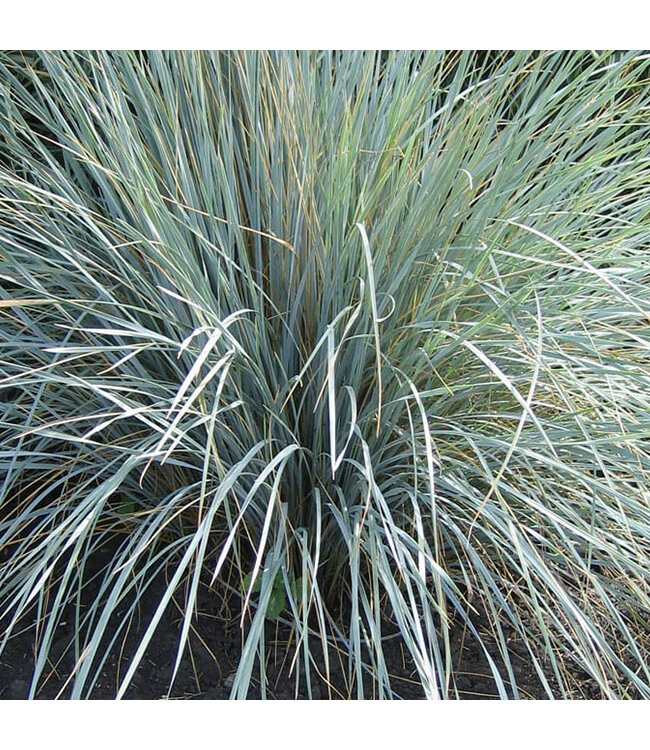 Blue Oat Grass  (Helictrotrichon sempervirens 'Blue Oat Grass')