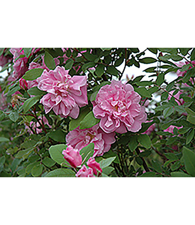 Therese Bugnet Rose (Rosa x 'Therese Bugnet')