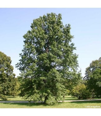 Livingstone Quercus palustris Pin Oak  #1 [3]