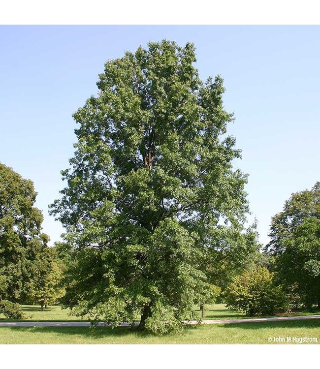 Quercus palustris Pin Oak  #1 [3]