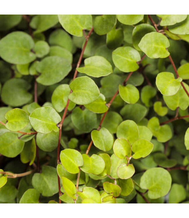 Muehlenbeckia complexa (Big Leaf Creeping Wire Vine ) 4.5in [1]