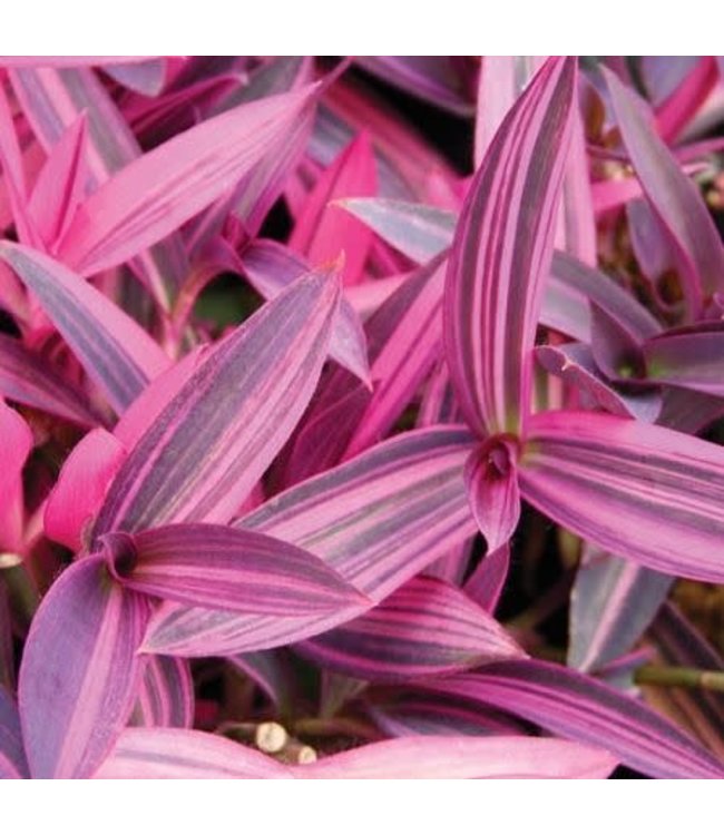 Setcreasea purpurea 'Pink Stripe' (Purple Heart) 4.5in [1]
