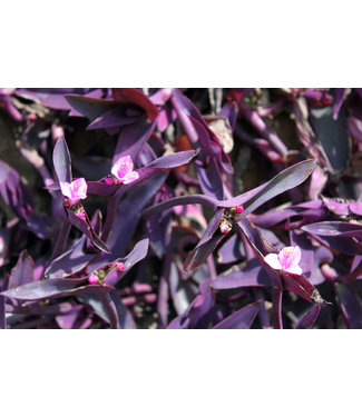 Livingstone Setcreasea purpurea (Purple Queen Purple Heart) 4.5in [1]
