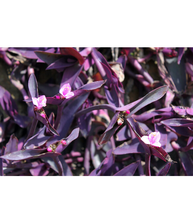 Setcreasea purpurea (Purple Queen Purple Heart) 4.5in [1]