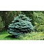 Globe Blue Spruce (Picea pungens 'Globosa')