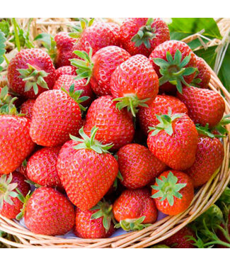 Livingstone Honeoye Strawberry (Fragaria x 'Honeoye')