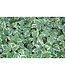 Aegopodium pod. (Snowonthemountain) 4in [2]