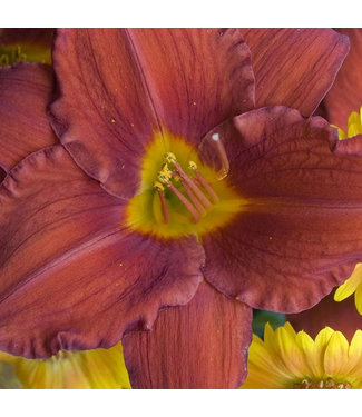 Livingstone Chicago Apache Daylily (Hemerocallis 'Chicago Apache')