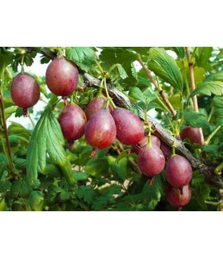 Livingstone Captivator Gooseberry (Ribes x 'Captivator')