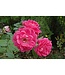 Parkland Series Rose (Rosa)