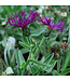 Amethyst Dream Cornflower (Centaurea montana 'Amethyst Dream')