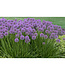 Millenium Ornamental Onion (Allium 'Millenium')