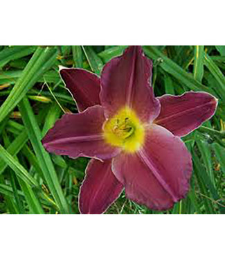 Livingstone Grape Velvet Daylily (Hemerocallis 'Grape Velvet')