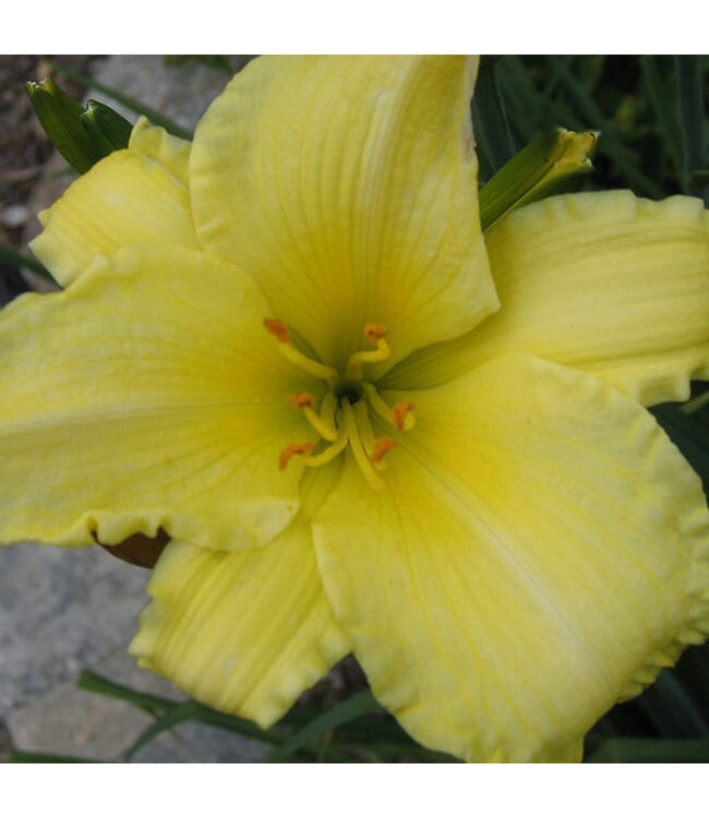 Hyperion Daylily (Hemerocallis 'Hyperion' (canary, scented))