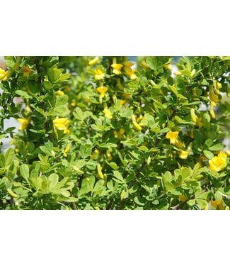 Livingstone Globe Caragana Topgraft (Caragana frutex 'Globosa' Topgraft)