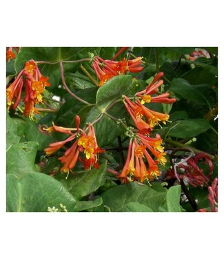 Livingstone Mandarin Honeysuckle (Lonicera x 'Mandarin')