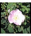 Wild (Woods) Rose (Rosa woodsii)