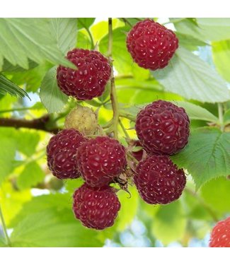 Livingstone Rubus 'Royalty' Raspberry  #1 [3]