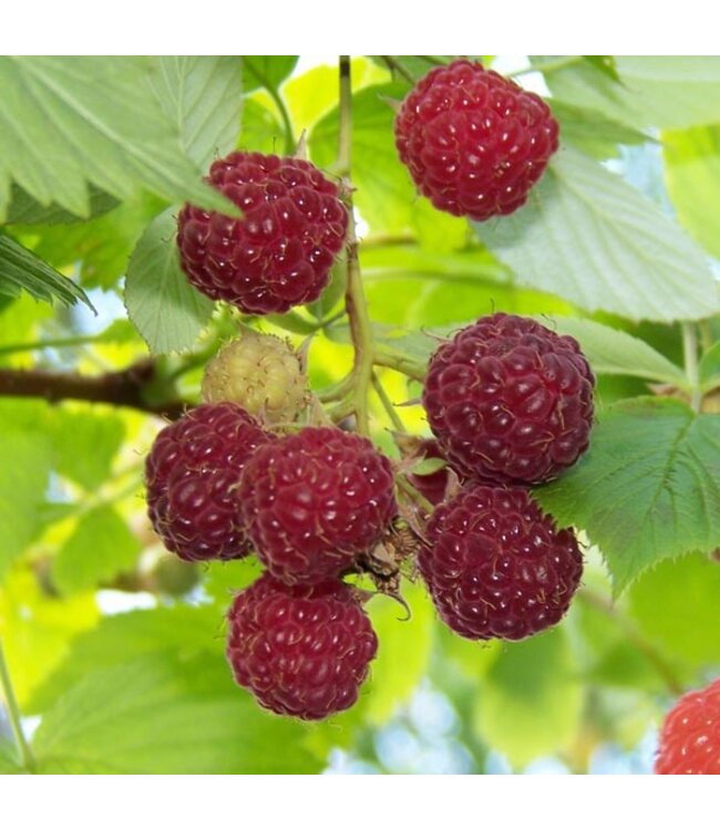 Rubus 'Royalty' Raspberry  #1 [3]