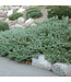 Hughes Juniper (Juniperus horizontalis 'Hughes')